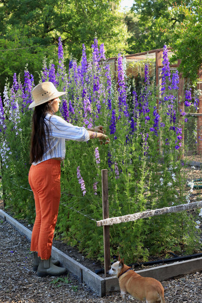 Bouquet Larkspur - Singing the Blues