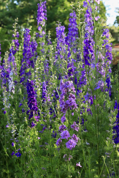 Bouquet Larkspur - Singing the Blues