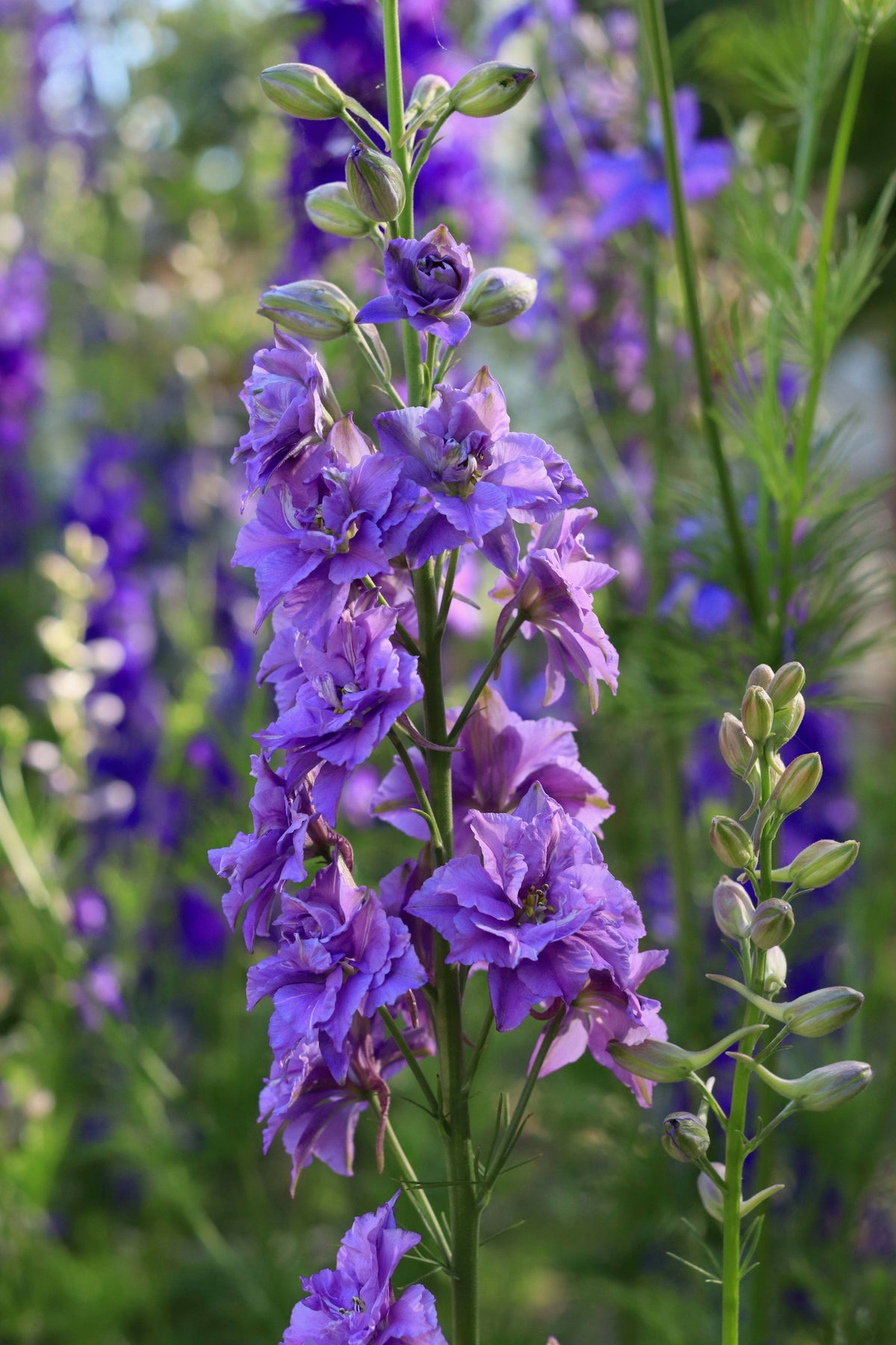 Bouquet Larkspur - Singing the Blues