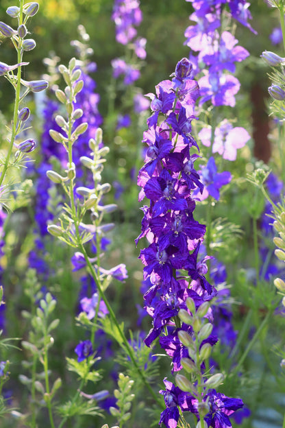 Bouquet Larkspur - Singing the Blues