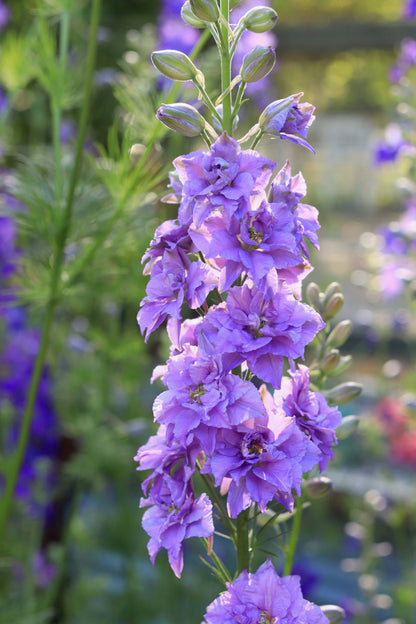 Bouquet Larkspur - Singing the Blues