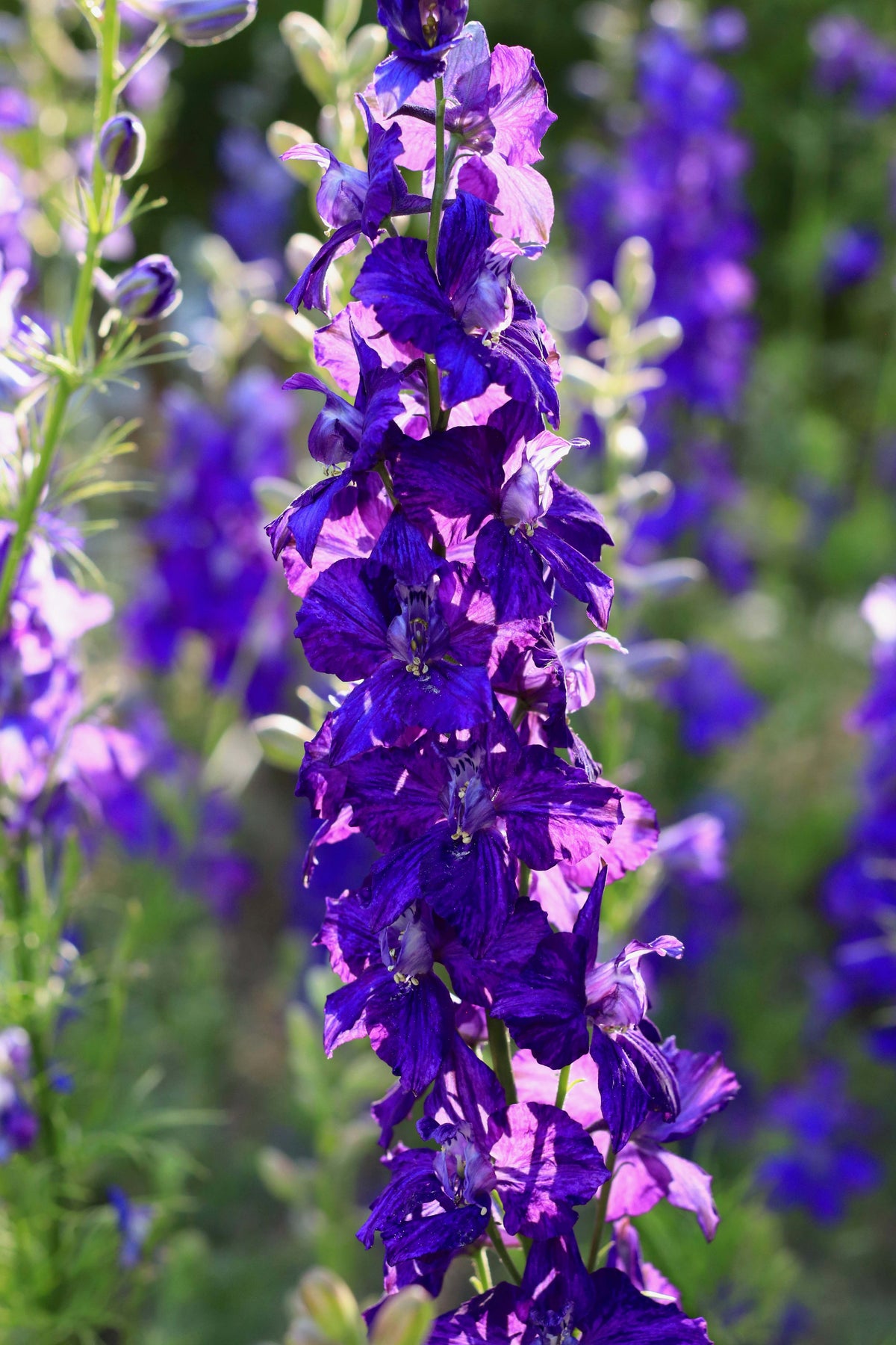 Bouquet Larkspur - Singing the Blues
