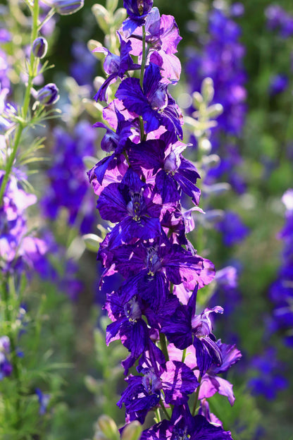 Bouquet Larkspur - Singing the Blues