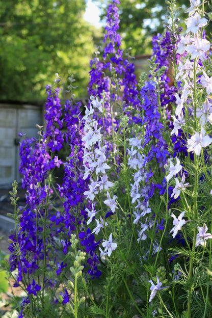 Bouquet Larkspur - Singing the Blues