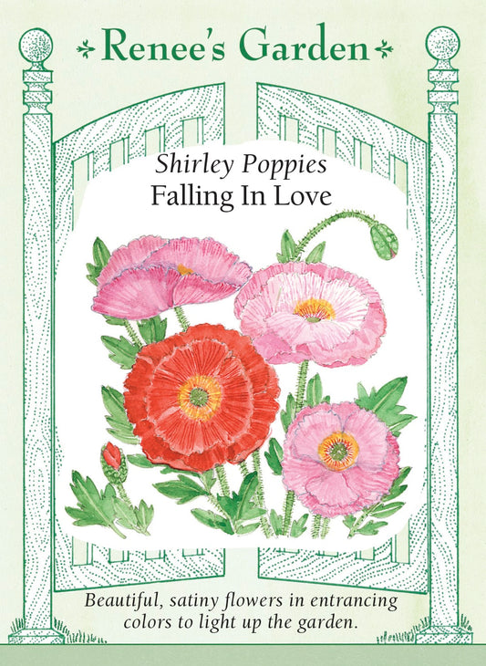 Shirley Poppies - Falling In Love