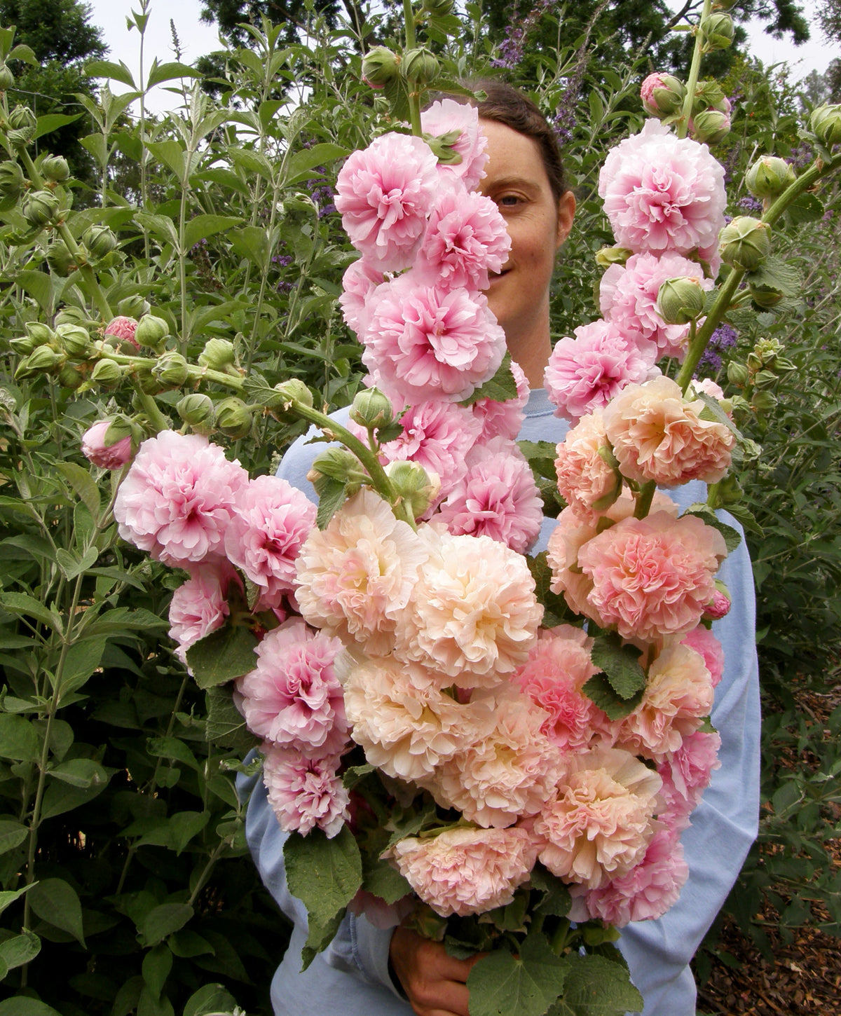 Pom Pom Hollyhocks - Apricot-Peach Parfait