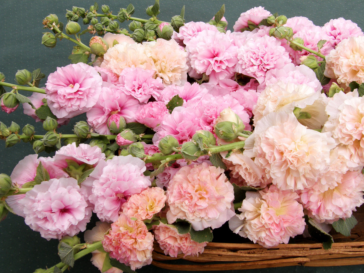 Pom Pom Hollyhocks - Apricot-Peach Parfait