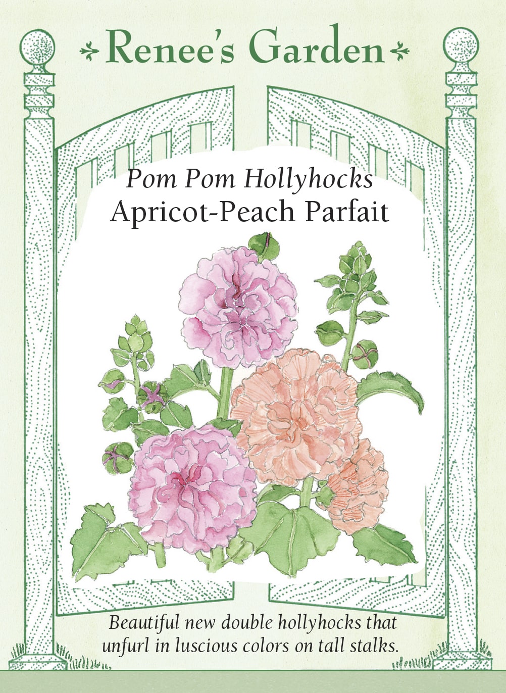 Pom Pom Hollyhocks - Apricot-Peach Parfait