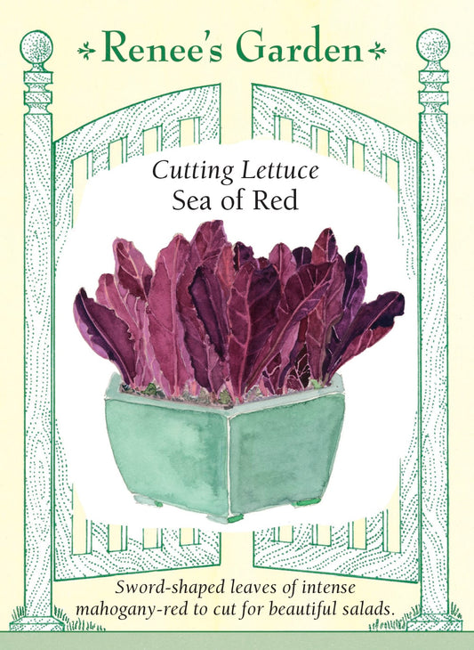 Cutting Lettuce - Sea of Red