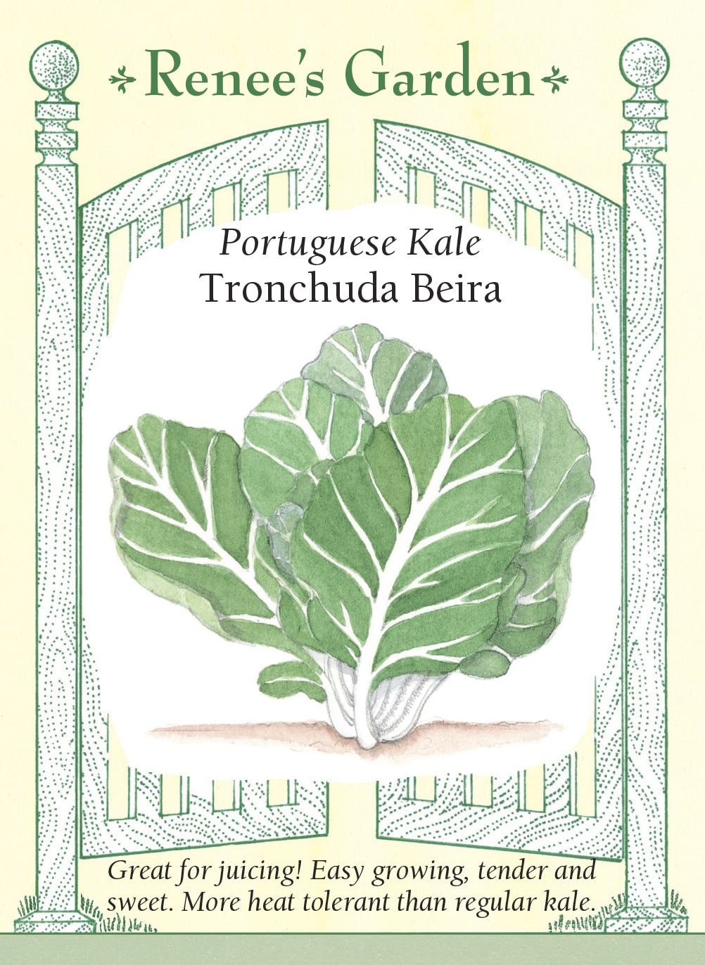 Portuguese Kale - Tronchuda Beira