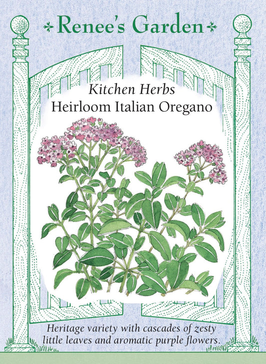 Kitchen Herbs - Heirloom Italian Oregano