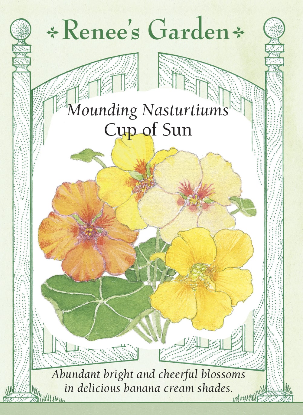 Mounding Nasturtiums - Cup of Sun
