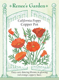 California Poppies - Copper Pot
