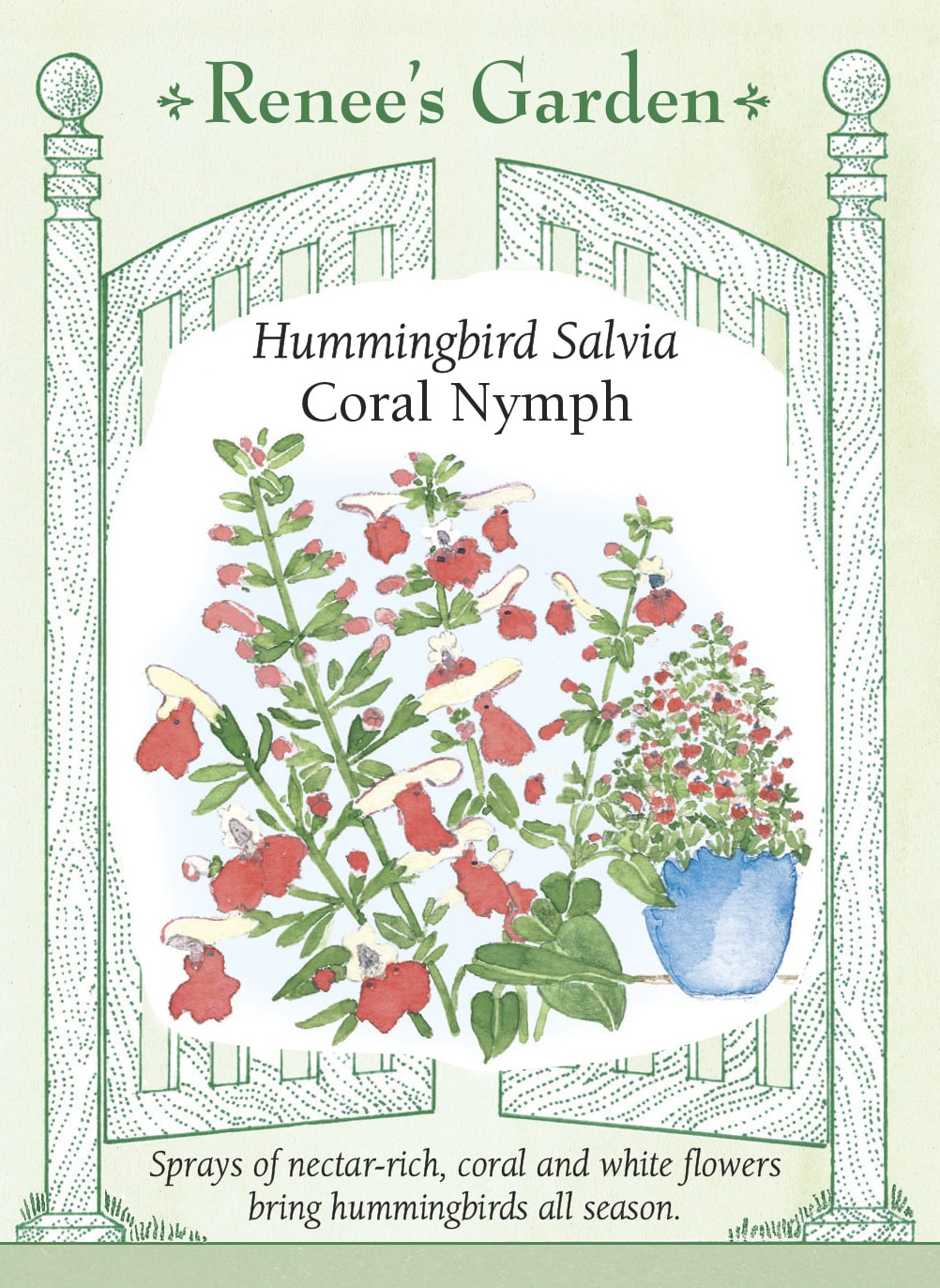 Hummingbird Salvia - Coral Nymph