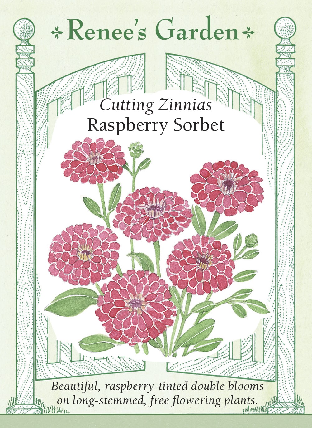 Cutting Zinnias - Raspberry Sorbet
