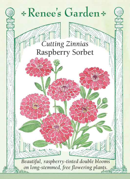 Cutting Zinnias - Raspberry Sorbet