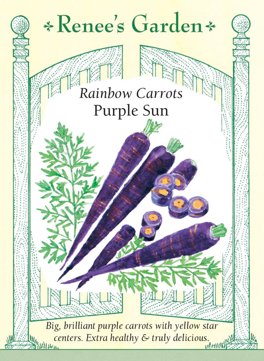 Rainbow Carrots - Purple Sun
