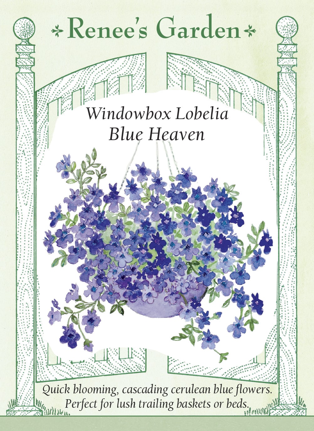 Windowbox Lobelia - Blue Heaven