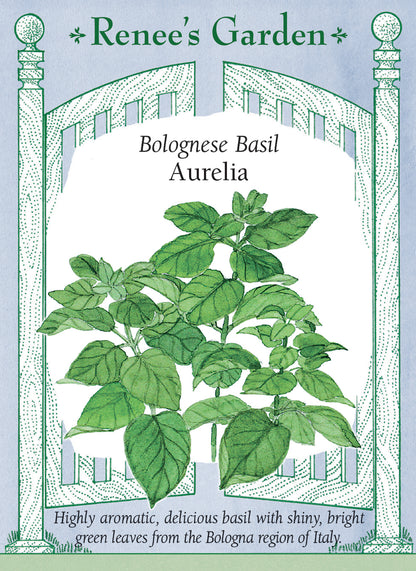 Bolognese Basil - Aurelia