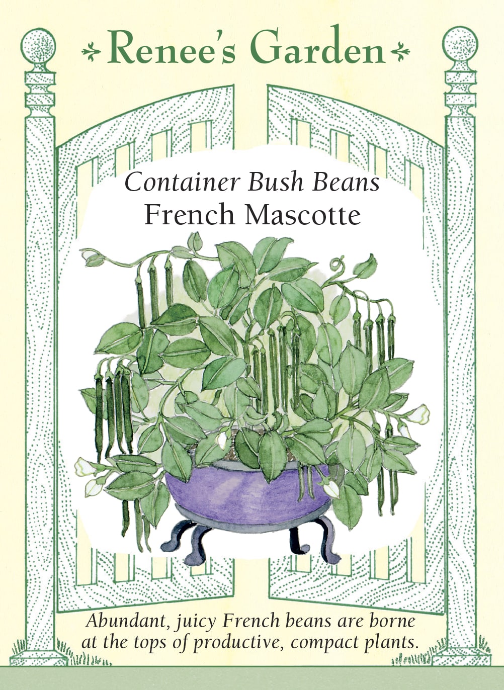 Container Bush Beans - French Mascotte