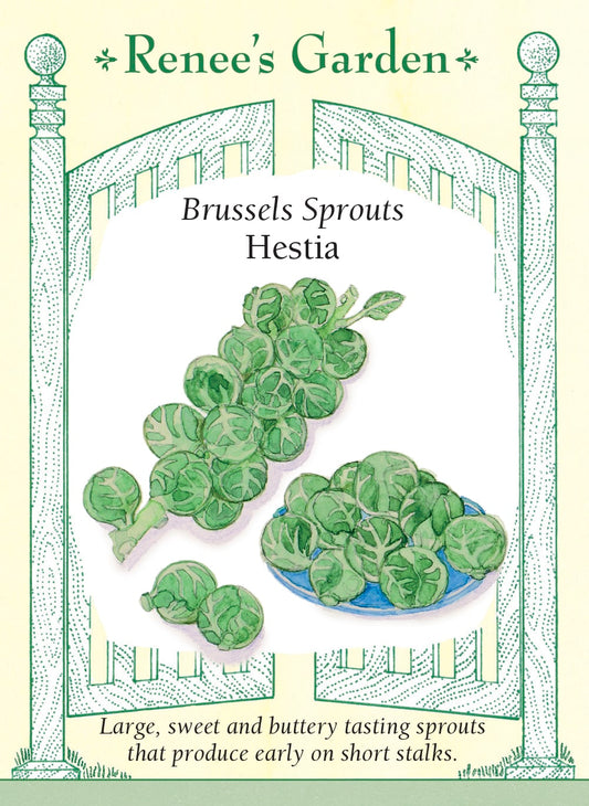 Brussels Sprouts - Hestia