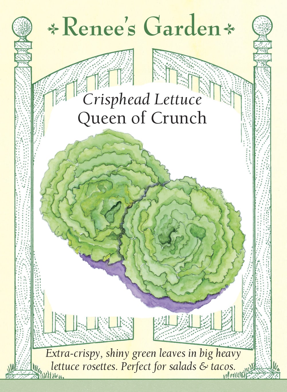 Crisphead Lettuce - Queen of Crunch