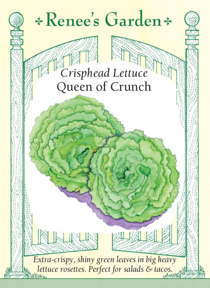 Crisphead Lettuce - Queen of Crunch