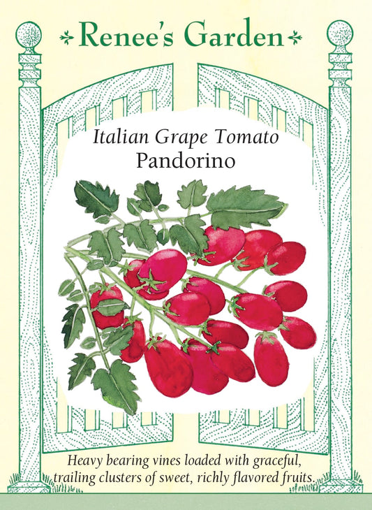 Italian Grape Tomato - Pandorino