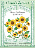 Border Sunflowers - Sundancer