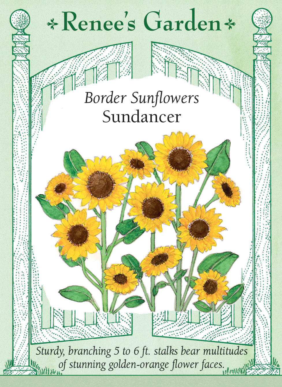 Border Sunflowers - Sundancer