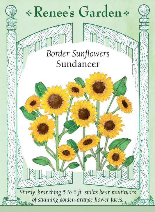 Border Sunflowers - Sundancer