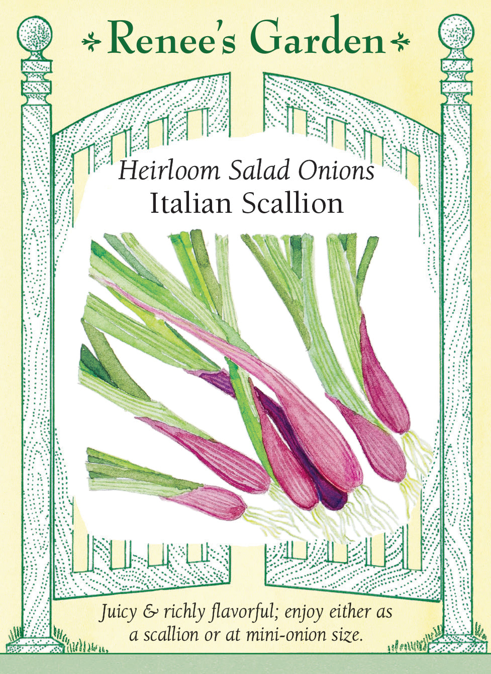 Heirloom Salad Onions - Italian Scallion