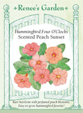 Hummingbird Four O’Clocks - Scented Peach Sunset
