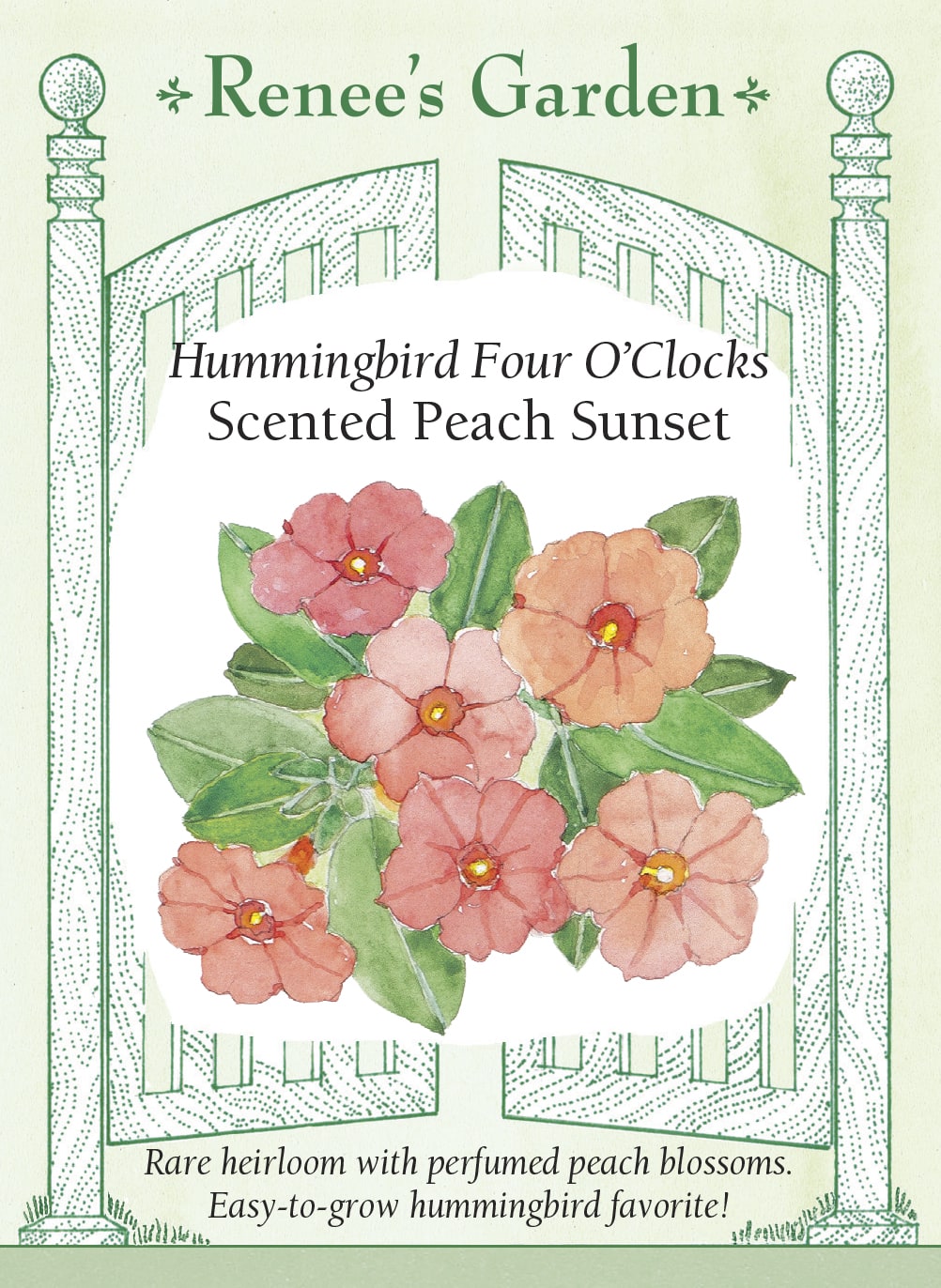 Hummingbird Four O’Clocks - Scented Peach Sunset