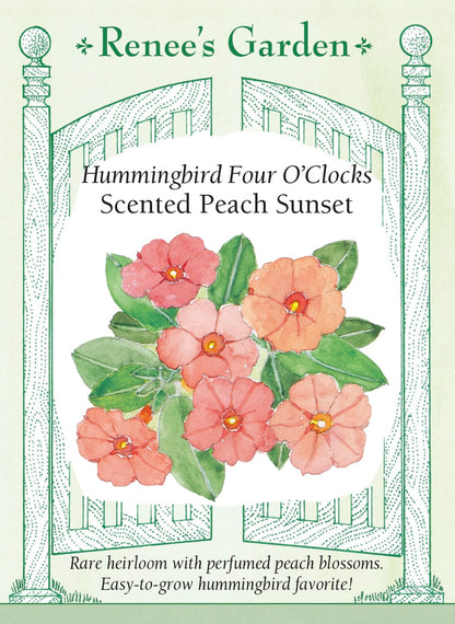 Hummingbird Four O’Clocks - Scented Peach Sunset