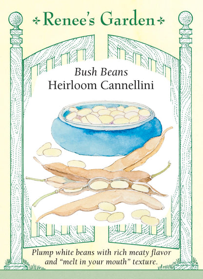 Bush Beans - Heirloom Cannellini