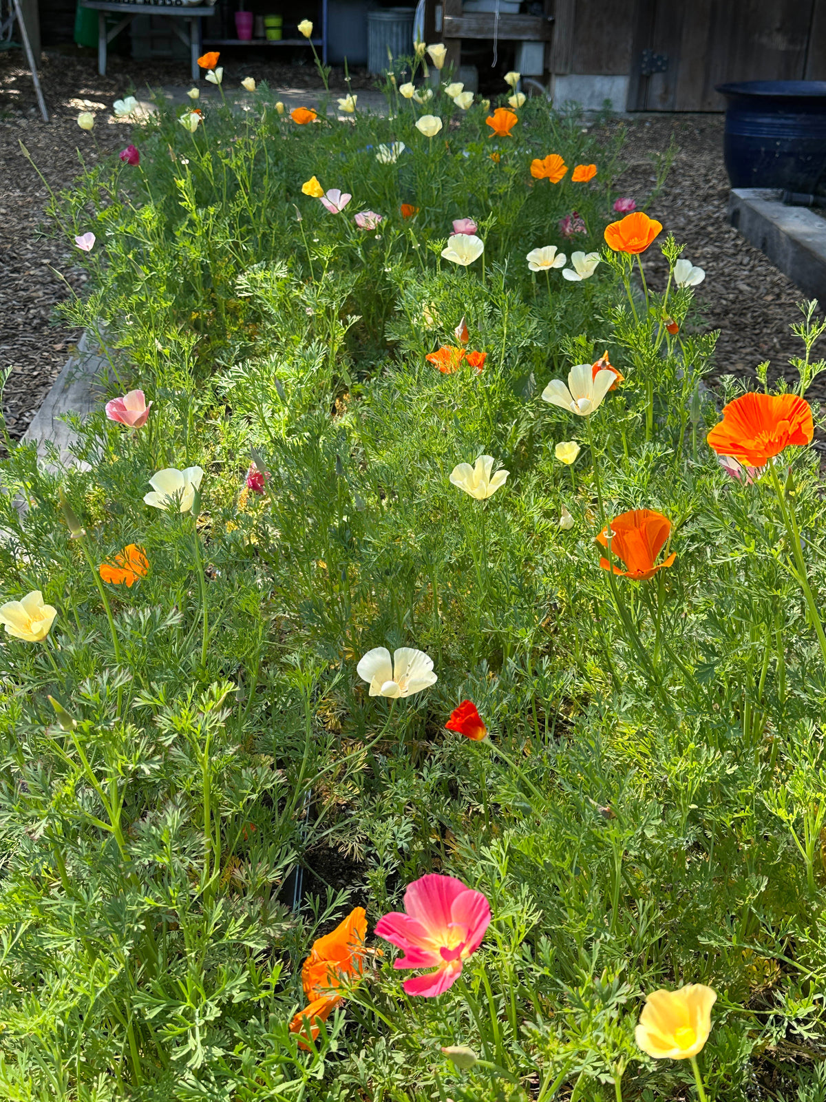 Bonus Pack - A Rainbow of California Poppies