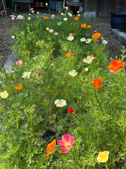 Bonus Pack - A Rainbow of California Poppies