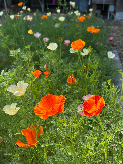 Bonus Pack - A Rainbow of California Poppies
