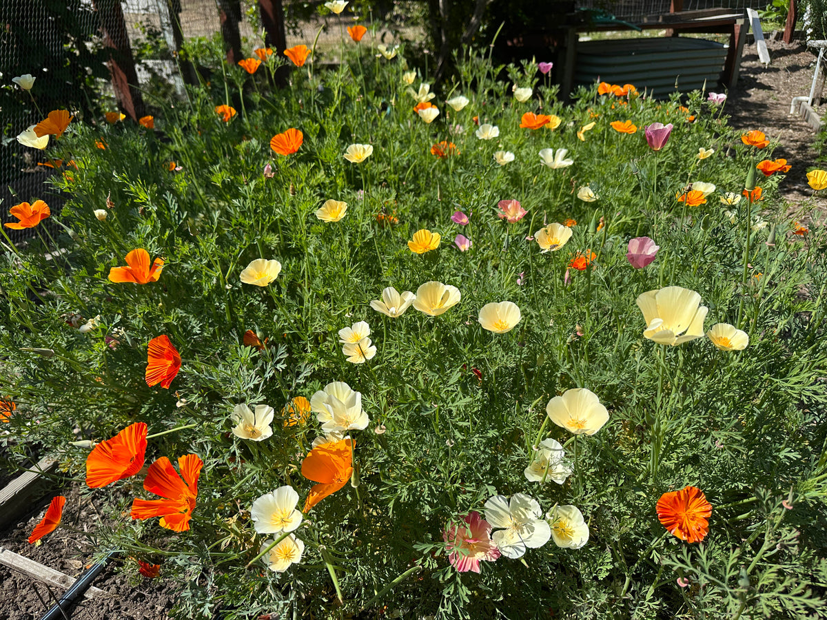 Bonus Pack - A Rainbow of California Poppies