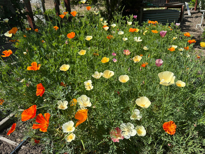 Bonus Pack - A Rainbow of California Poppies