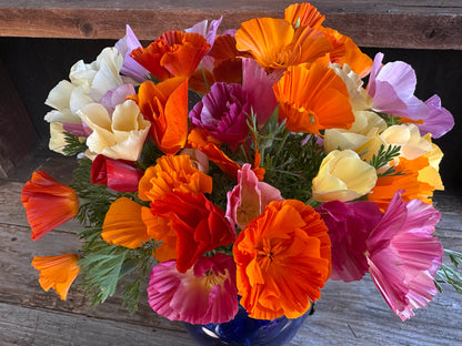Bonus Pack - A Rainbow of California Poppies