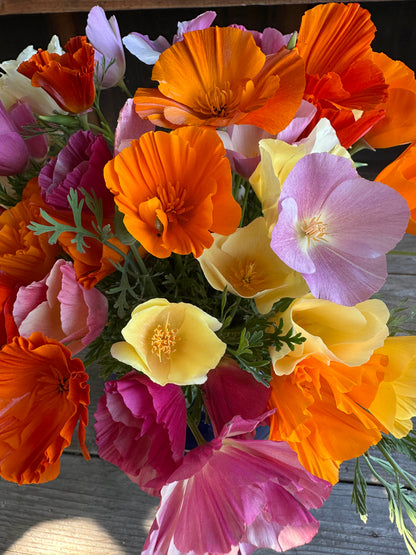 Bonus Pack - A Rainbow of California Poppies