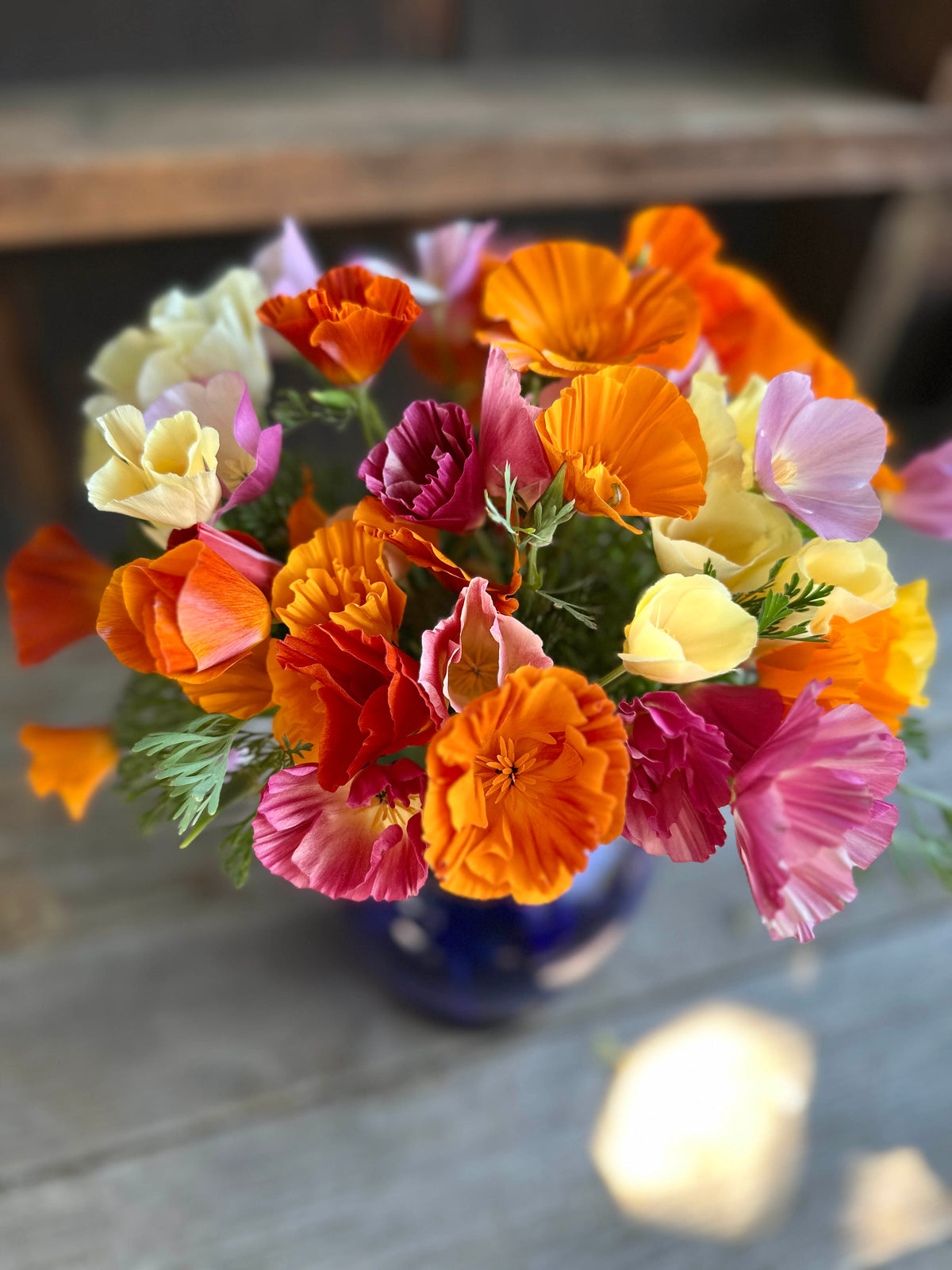 Bonus Pack - A Rainbow of California Poppies