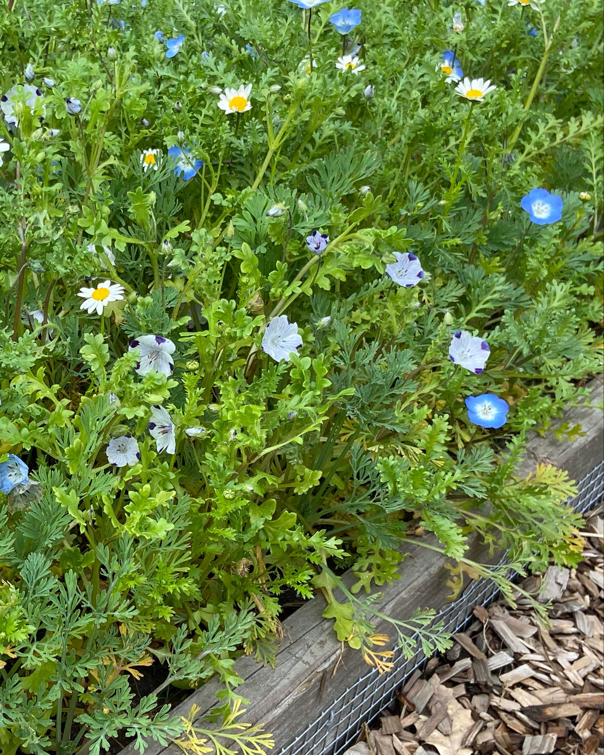 Lawn Alternative - Wildflower Lawn