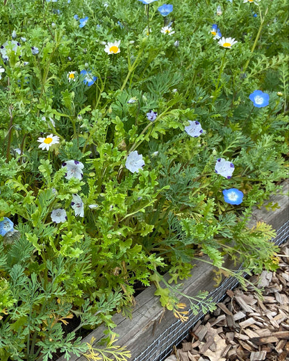 Lawn Alternative - Wildflower Lawn