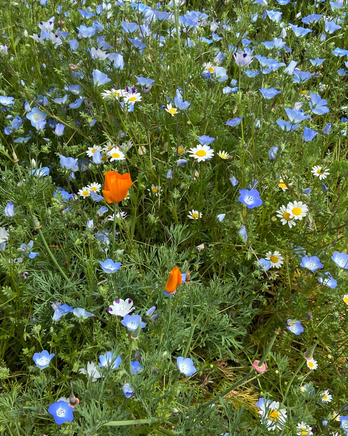 Lawn Alternative - Wildflower Lawn