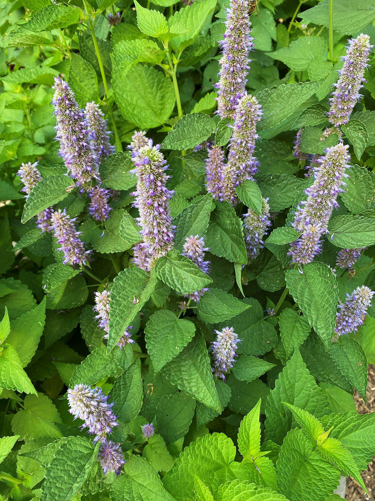 Pollinator Herbs - Root Beer Hyssop