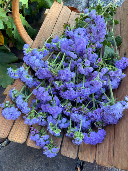 Pollinator Ageratum - Summer Sky