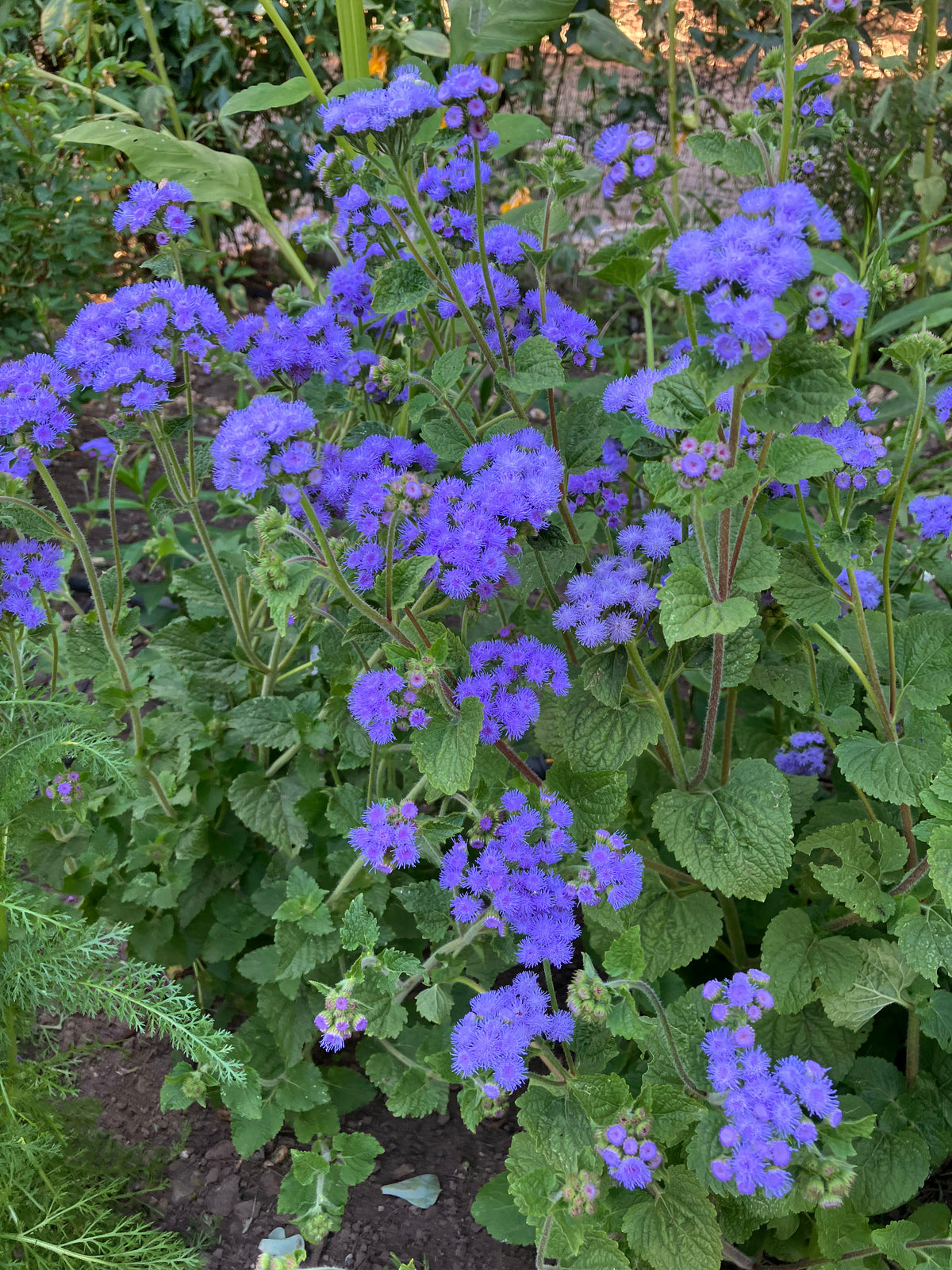 Pollinator Ageratum - Summer Sky